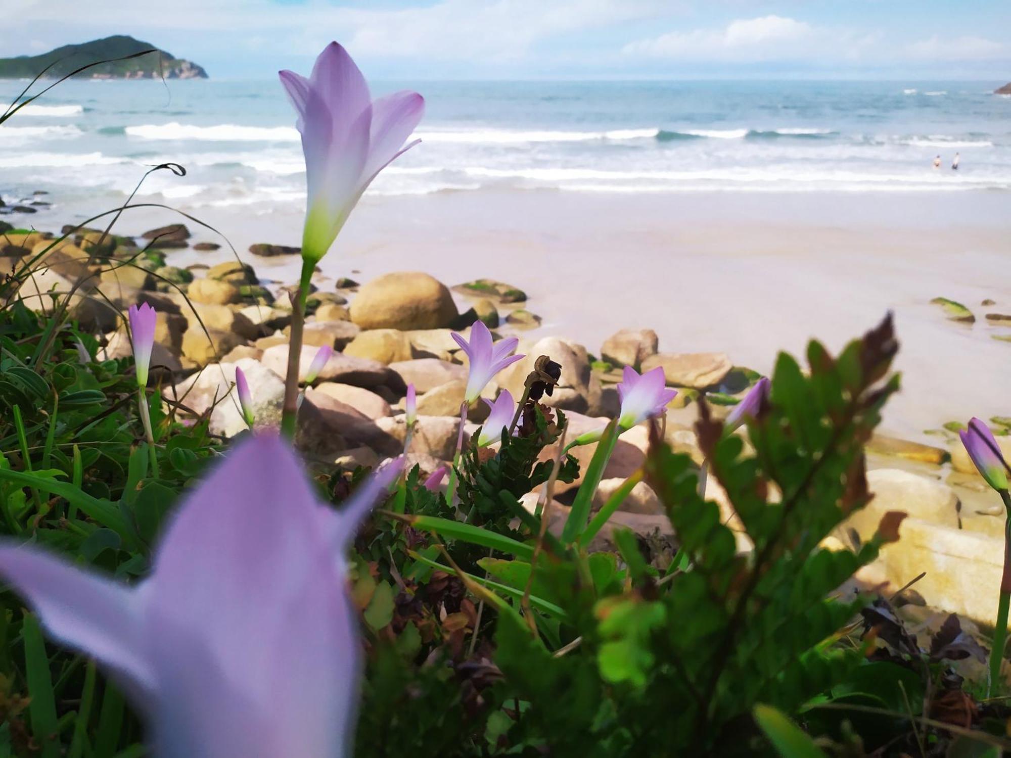 Amanita Rosa Βίλα Praia do Rosa Δωμάτιο φωτογραφία